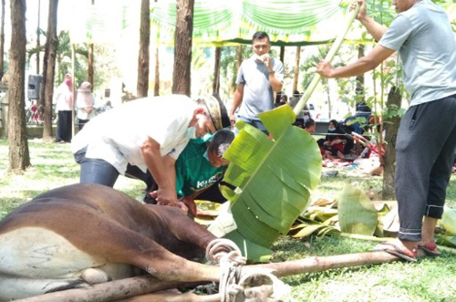 Masjid Daarul Abrar Kompleks Kantor DPRD Riau Sembelih 20 Ekor Sapi Qurban
